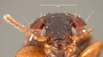 Media type: image;   Entomology 5650 Aspect: head frontal view